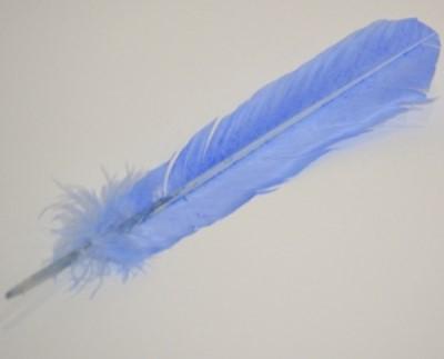 Blue Turkey Feather